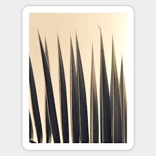 Palm leaf, soft colors photography Sticker